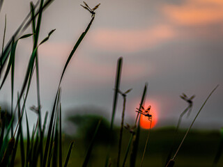 Dragonflies Sunset