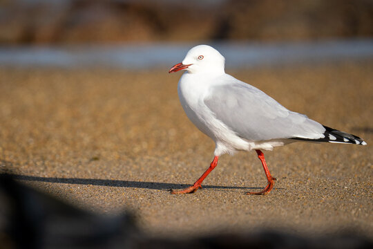 Red-billed gull on a beach in New Zealand 