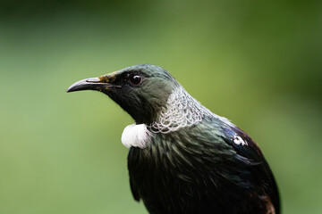 Close-up portrait of a Tui Bird in New Zealand