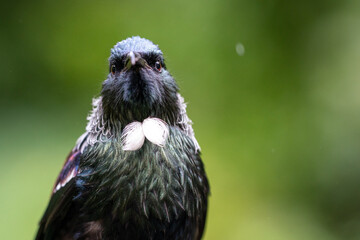 Close-up portrait of a Tui Bird in New Zealand