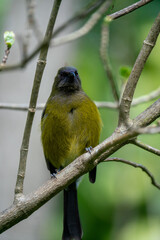 Closeup of a Korimako bellbird in New Zealand