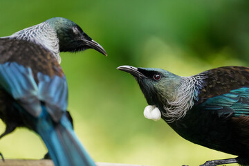 Fototapeta premium Close-up two Tui Birds fighting in New Zealand