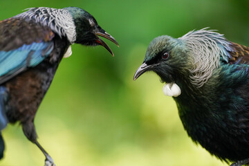 Close-up two Tui Birds singing in New Zealand