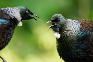 Close-up two Tui Birds singing in New Zealand