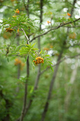 rowan fruit