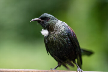 Close-up portrait of a Tui Bird in New Zealand
