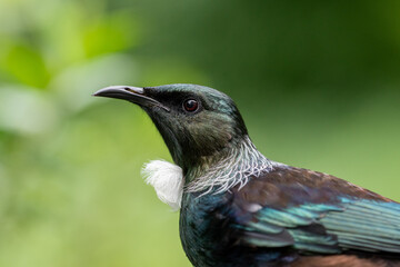 Close-up portrait of a Tui Bird in New Zealand