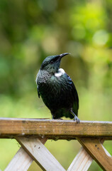 Close-up portrait of a Tui Bird in New Zealand