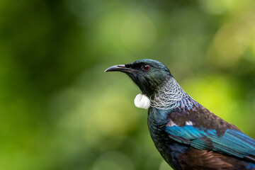 Close-up portrait of a Tui Bird in New Zealand