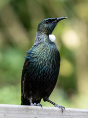 Close-up portrait of a Tui Bird in New Zealand