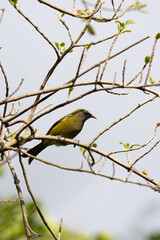 Korimako bellbird in New Zealand in a tree