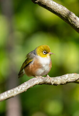 A Wax eye, Silver eye or also known as a White eye bird
