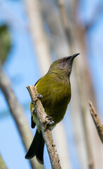 Closeup of a Korimako bellbird in New Zealand
