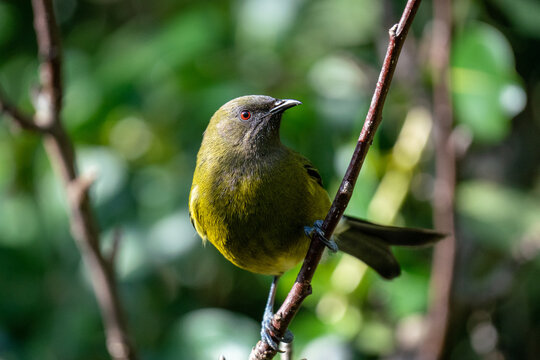 Closeup of a Korimako bellbird in New Zealand