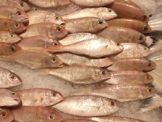 selective focus on sea fish in the market. kurisi (Nemipterus virgatus)