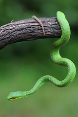 A baby Lesser Sunda pit viper (Trimeresurus insularis) crawling on a dry tree branch.