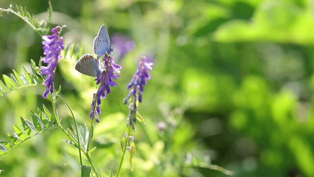 Mating of butterflies of bluebirds on wild purple flowers on a sunny summer day close-up. Love between two butterflies.