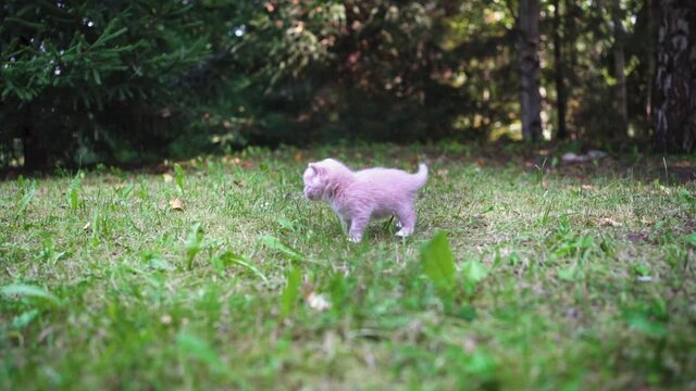 A small kitten on the lawn in nature, the kitten is one month old, he calls his mother. Save the earth
