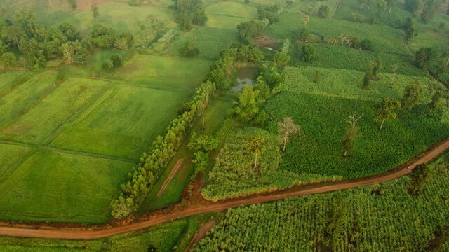 4k arial view of rice fields and sugarcane fields.