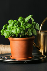Fresh basil in pot and scissors on dark background