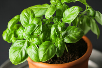 Fresh basil in pot on dark background, closeup