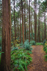 Tall trees and green ferns on Higashiyama mountain hiking trail near in Kyoto, Japan
