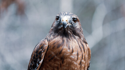 red tailed hawk