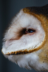 Zoom in on a Barn Owl side profile with open eyes in Alberta Canada.