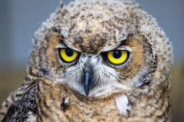 Zoom in photograph of a juvenile great horned owl hunting.