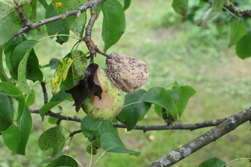 the pear tree is affected by a fungal disease. Close-up of a sick yellow rotten fetus. spoiled products