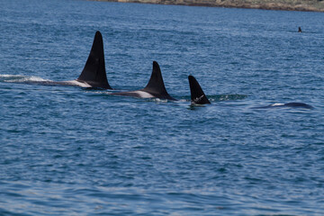 Naklejka premium Orcas in the ocean