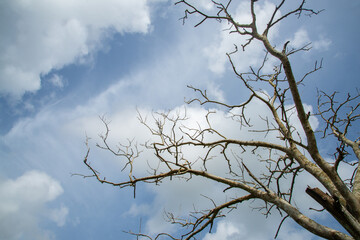 Branches without leaves against the blue sky