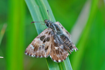 Closeup of the mallow skipper butterfly, Carcharodus alceae sitting on a grass blad with open wings