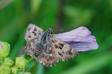 Closeup of the mallow skipper butterfly, Carcharodus alceae sitting on a pink flower of it's host plant Malva sylvestris