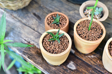 Close up green plants in nature.