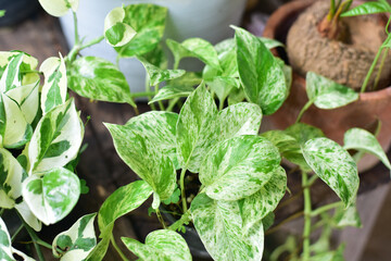 Close up green plants in nature.