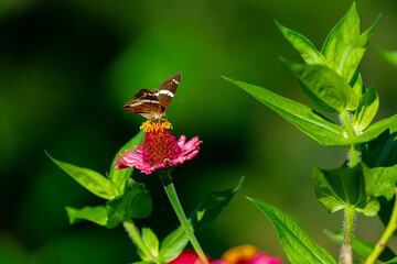 mariposa, insecto, naturaleza, flor, animal, verano, macro, alas, huerta, beldad, fábrica, anaranjada, alas, fauna, primavera, bicho, hermoso, color, variopinto, amarilla, miniatura, 
