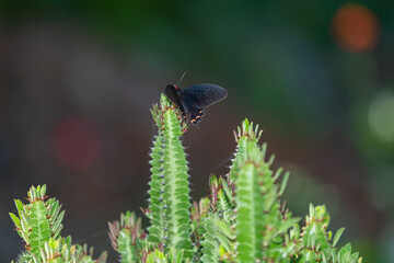 mariposa, insecto, flor, naturaleza, frac, verano, alas, animal, macro, bragueta, huerta, amarilla, fauna, fábrica, beldad, alas, rosa, hermoso, anaranjada, monarca, negro, fauna, mariposa, close-up, 