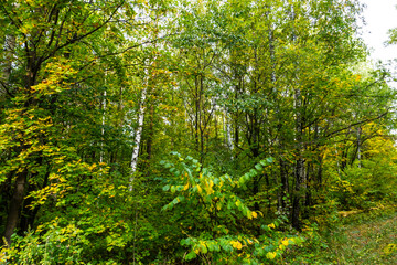 beautiful autumn forest in September, can be used for backgrounds, cards, wallpapers on PC and Smartphone