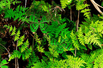TREBOL DE 4 HOJAS, naturaleza, árbol, hojas, huerta, bosque, hojas, helecho, sucursal, verano, musgo, verde, flora, nativo, césped, hierba, fresco, follaje, ciclos, macro, con textura, aumento,