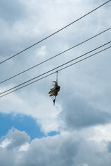 little egret (Egretta garzetta), Heron dead at an electric power line
