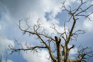 Bare branches of a tree. Branches without leaves against the blue and white cloudy sky, winter branches