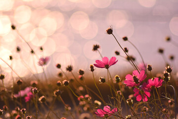 노을빛으로 물든 코스모스꽃