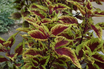 Coleus scutellarioides with a natural background