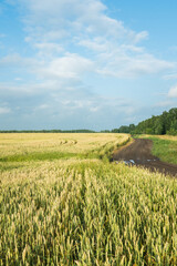 Obraz premium Green wheat on the field along the road. Selective focus.