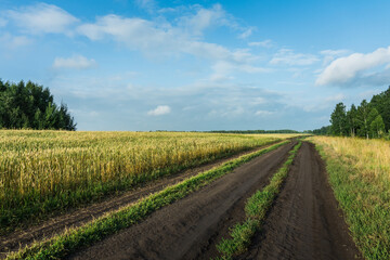 Fototapeta na wymiar Green wheat on the field along the road. Selective focus.