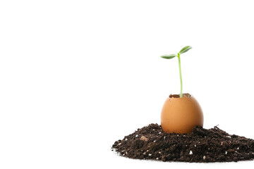 Green seedling in eggshell with heap of soil on white background