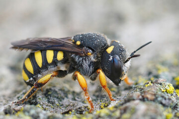 Close up on the female of the rare dark , Black-tailed Small-Woolcarder bee,  Pseudoanthidium melanurm