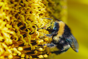  bumblebee with pollen on its head collects pollen on a sunflower