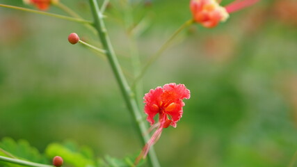 red poppy in the field
